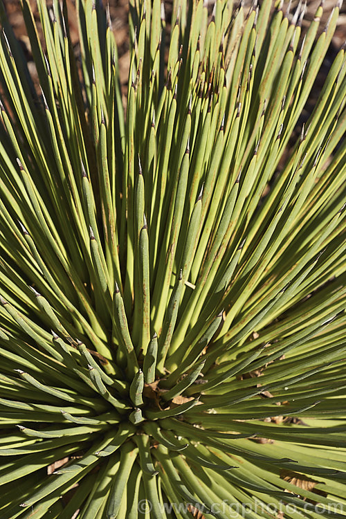 Hedgehog Agave, Rabo de Leon (<i>Agave stricta</i>), an evergreen perennial native to southeastern Mexico, with stiff, narrow, spine-tipped leaves. It forms a densely foliaged, spherical rosette and eventually develops a tall flower spike. Order: Asparagales, Family: Asparagaceae