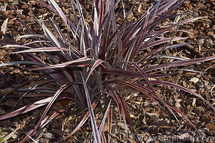 Red Mountain Astelia (<i>Astelia nervosa 'Alpine Ruby'), a silver and red-bronze-leaved cultivar of a perennial found naturally over most of New Zealand from low level through to around 1500m. astelia-2377htm'>Astelia. <a href='asteliaceae-plant-family-photoshtml'>Asteliaceae</a>.