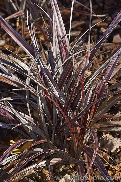 Red Mountain Astelia (<i>Astelia nervosa 'Alpine Ruby'), a silver and red-bronze-leaved cultivar of a perennial found naturally over most of New Zealand from low level through to around 1500m. astelia-2377htm'>Astelia. <a href='asteliaceae-plant-family-photoshtml'>Asteliaceae</a>.