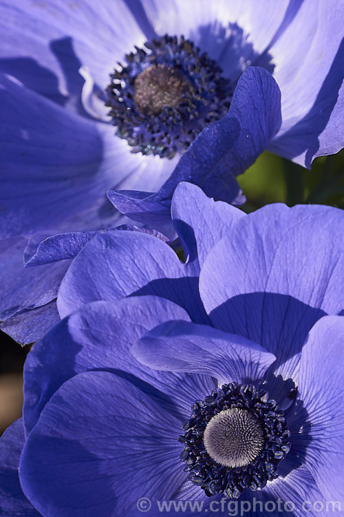 Bedding Anemone (<i>Anemone coronaria cultivar or hybrid</i>), a rhizomatous southern European perennial that has been extensively developed to produce large, fancy flowers. Many strains are grown. Order: Ranunculales, Family: Ranunculaceae