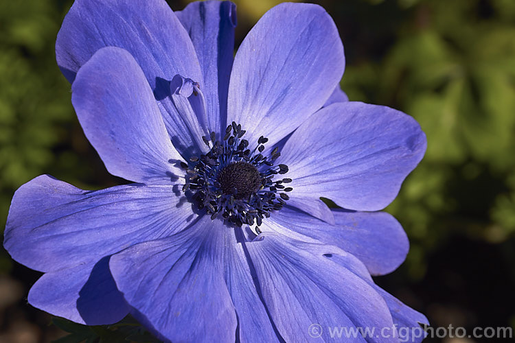 Bedding Anemone (<i>Anemone coronaria cultivar or hybrid</i>), a rhizomatous southern European perennial that has been extensively developed to produce large, fancy flowers. Many strains are grown. Order: Ranunculales, Family: Ranunculaceae