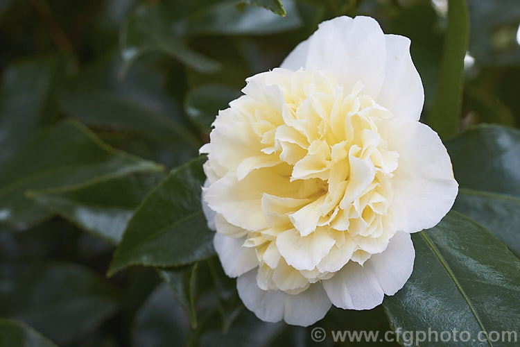 <i>Camellia</i> 'Man Size' (syn 'Mansize'), a compact Japonica cultivar with small anemone-form white flowers that have a hint of creamy yellow at the centre. It will grow to around 35m high x 3m wide. Order: Ericales, Family: Theaceae