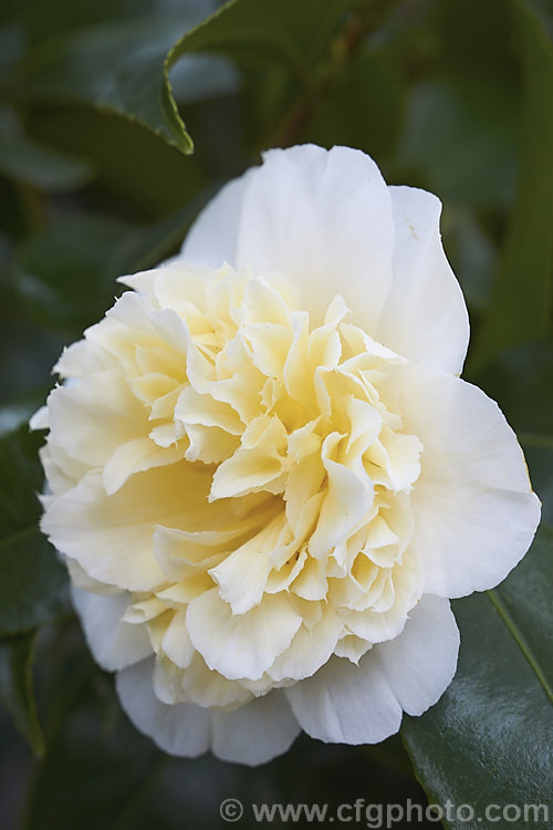 <i>Camellia</i> 'Man Size' (syn 'Mansize'), a compact Japonica cultivar with small anemone-form white flowers that have a hint of creamy yellow at the centre. It will grow to around 35m high x 3m wide. Order: Ericales, Family: Theaceae