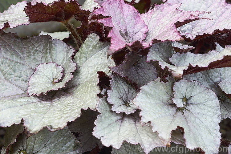 Begonia rex-cultorum 'Jack. Frost', a spreading hybrid with very boldly silver-grey variegated foliage, with pinkish-red stems and undersides to the leaves. The upper surfaces of young leaves often pink-flushed. The flowers are white to pale pink. Order: Cucurbitales, Family: Begoniaceae