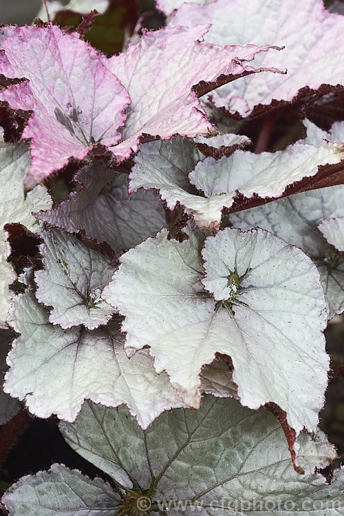 Begonia rex-cultorum 'Jack. Frost', a spreading hybrid with very boldly silver-grey variegated foliage, with pinkish-red stems and undersides to the leaves. The upper surfaces of young leaves often pink-flushed. The flowers are white to pale pink. Order: Cucurbitales, Family: Begoniaceae