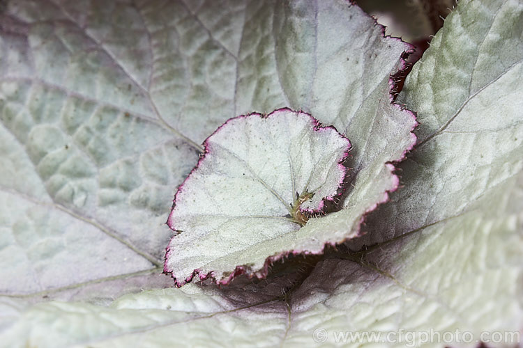 Begonia rex-cultorum 'Jack. Frost', a spreading hybrid with very boldly silver-grey variegated foliage, with pinkish-red stems and undersides to the leaves. The upper surfaces of young leaves often pink-flushed. The flowers are white to pale pink. Order: Cucurbitales, Family: Begoniaceae