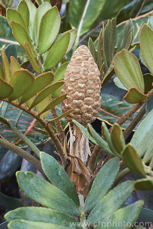 Cardboard Palm or Cardboard Cycad (<i>Zamia furfuracea</i>), a compact cycad native to eastern Mexico. It develops a trunk up to 12m tall with a head of stiff foliage up to 2m across. Female plants produce conspicuous seeds cones like that shown here, while males have clusters of smaller pollen cones. Order: Cycadales, Family: Zamiaceae