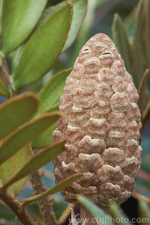 Cardboard Palm or Cardboard Cycad (<i>Zamia furfuracea</i>), a compact cycad native to eastern Mexico. It develops a trunk up to 12m tall with a head of stiff foliage up to 2m across. Female plants produce conspicuous seeds cones like that shown here, while males have clusters of smaller pollen cones. Order: Cycadales, Family: Zamiaceae