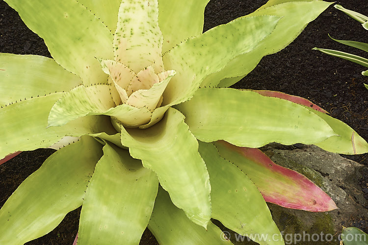 <i>Aechmea pectinata</i>, a bromeliad native to the high rainforests or cloud forests of southeastern Brazil. When in flower, its foliage develops an intensely vivid pink flushing, hints of which can be seen in this image. Order: Poales, Family: Bromeliaceae