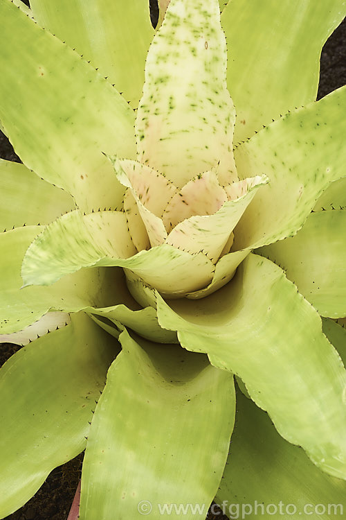 <i>Aechmea pectinata</i>, a bromeliad native to the high rainforests or cloud forests of southeastern Brazil. When in flower, its foliage develops an intensely vivid pink flushing, hints of which can be seen in this image. Order: Poales, Family: Bromeliaceae