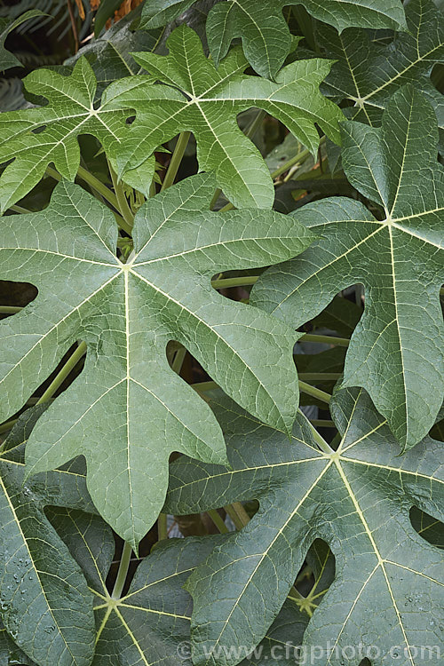 The foliage of the Papaya or Pawpaw (<i>Carica papaya</i>), a soft-wooded evergreen shrub or tree native of tropical South America now widely cultivated throughout the tropics and subtropics for its edible fruit. Order: Brassicales, Family: Caricaceae