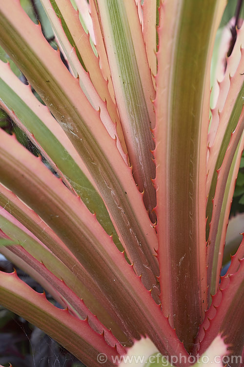 Variegated Pineapple or Tricolor. Pineapple (<i>Ananas comosus 'Variegatus'), a brightly coloured foliage cultivar of the pineapple, a bromeliad, probably originally from Brazil, that is widely cultivated and very well known for its delicious edible fruit. The stem, up to 12m tall, dies once the fruit is mature. Order: Poales, Family: Bromeliaceae