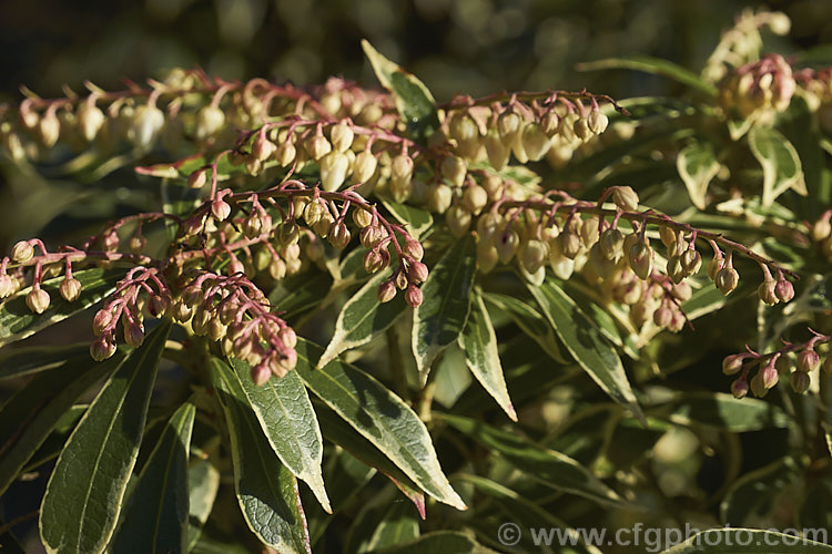 The near-open flower buds of Pieris japonica 'Variegata', a densely foliaged, cream- and silver-variegated foliage cultivar of the common. Lily-of-the-Valley shrub, with pinkish new growth and creamy white flowers that open from early spring. pieris-2209htm'>Pieris. Order: Ericales, Family: Ericaceae