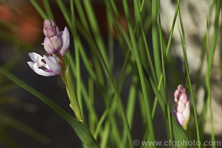 Rice Flower (<i>Wurmbea stricta [syns. Onixotis stricta, Onixotis triquetra]), a late winter- to spring-flowering corm native to South Africa. Order: Liliales, Family: Colchicaceae