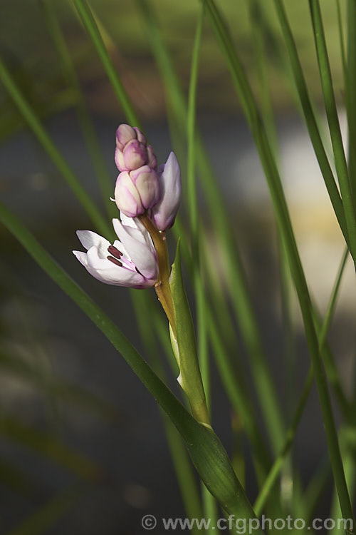 Rice Flower (<i>Wurmbea stricta [syns. Onixotis stricta, Onixotis triquetra]), a late winter- to spring-flowering corm native to South Africa. Order: Liliales, Family: Colchicaceae