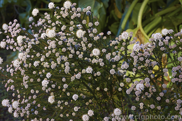 <i>Agathosma ciliaris</i>, a small-leaved, wiry-stemmed, winter- to spring-flowering evergreen shrub native to South Africa. It grows to around 1m high and wide, and the flowers, which are very small but densely clustered in rounded heads, are white to pale pink. Order: Sapindales, Family: Rutaceae