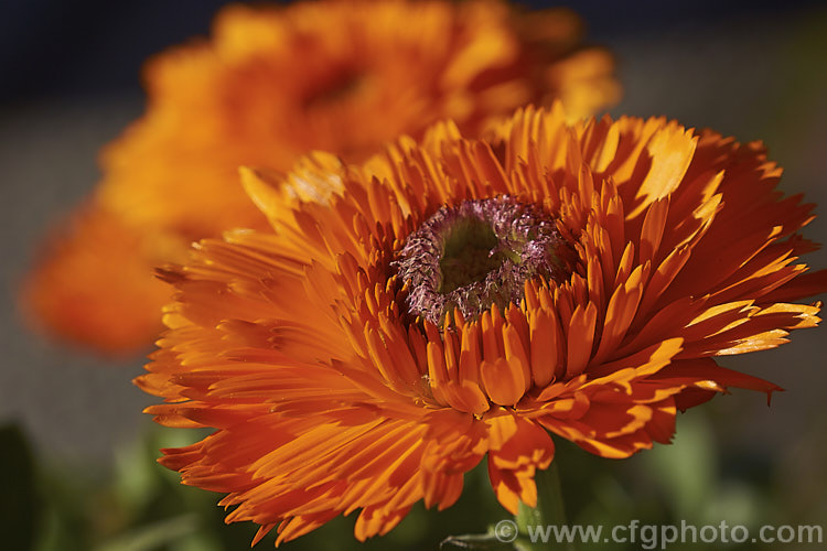 Pot. Marigold or Scotch Marigold (<i>Calendula officinalis</i>), an annual or short-lived perennial that flowers in winter and early spring. It has extensive herbal and medicinal uses.