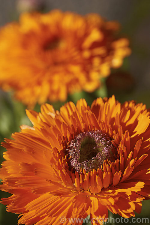 Pot. Marigold or Scotch Marigold (<i>Calendula officinalis</i>), an annual or short-lived perennial that flowers in winter and early spring. It has extensive herbal and medicinal uses.