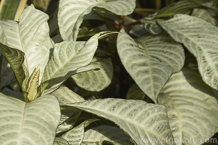 Aphelandra squarrosa 'Snowflake', a heavily cream-variegated cultivar of the Zebra Plant, a Brazilian evergreen shrub that is widely grown as a house plant. The yellow heads are bracts, the true flowers are white, and the degree of green in the foliage is variable. aphelandra-2346htm'>Aphelandra.