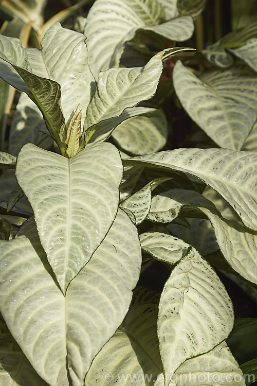 Aphelandra squarrosa 'Snowflake', a heavily cream-variegated cultivar of the Zebra Plant, a Brazilian evergreen shrub that is widely grown as a house plant. The yellow heads are bracts, the true flowers are white, and the degree of green in the foliage is variable. aphelandra-2346htm'>Aphelandra.