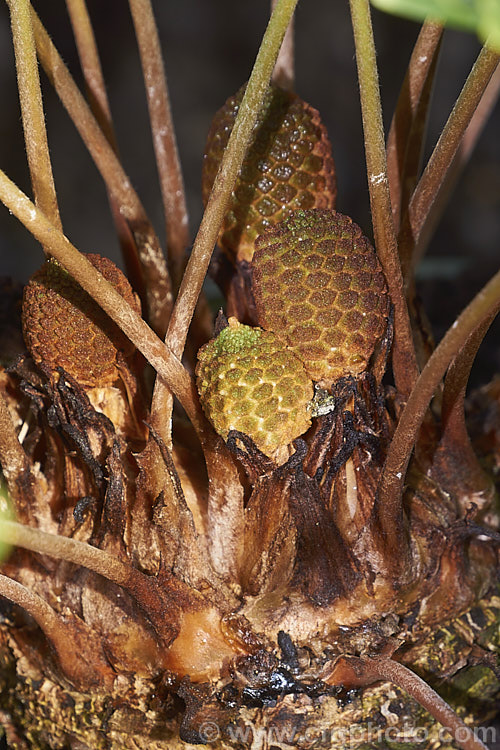 Male cones of Dwarf Florida Arrowroot or Coontie (<i>Zamia pumila subsp. pygmaea</i>), a very compact form of a cycad native to Florida, Cuba and the West Indies. Order: Cycadales, Family: Zamiaceae