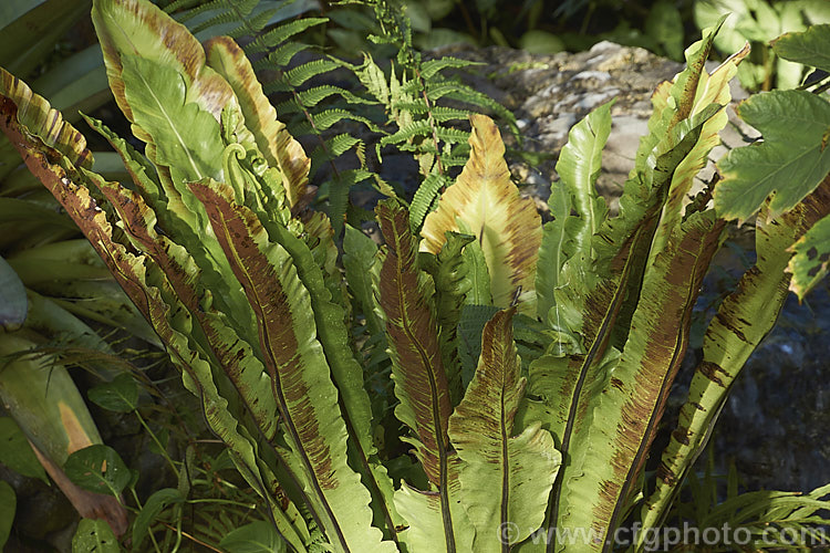 Spore-laden foliage of the Bird's Nest. Fern (<i>Asplenium nidus</i>). Found throughout the Old. World tropics, this fern has undivided leathery fronds up to 15m long. The common name refers to the rosette-like growth habit that forms a central 'nest'. asplenium-2279htm'>Asplenium. <a href='aspleniaceae-plant-family-photoshtml'>Aspleniaceae</a>.