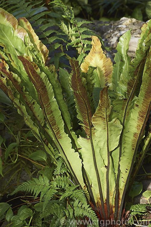 Spore-laden foliage of the Bird's Nest. Fern (<i>Asplenium nidus</i>). Found throughout the Old. World tropics, this fern has undivided leathery fronds up to 15m long. The common name refers to the rosette-like growth habit that forms a central 'nest'. asplenium-2279htm'>Asplenium. <a href='aspleniaceae-plant-family-photoshtml'>Aspleniaceae</a>.