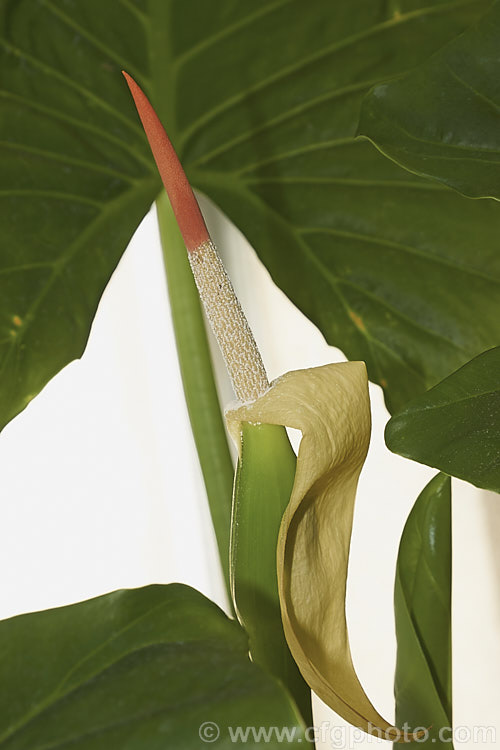 The flowerhead of Alocasia brisbanensis, an aroid found in coastal areas. Queensland and northeastern New South Wales, Australia. It forms a solid trunk-like stems and bear arrowhead-shaped leaves to over 1m long. The spathe and spadix are both cream to pale green, with tiny yellow true flowers followed by a head of bright red fruits. alocasia-2256htm'>Alocasia.