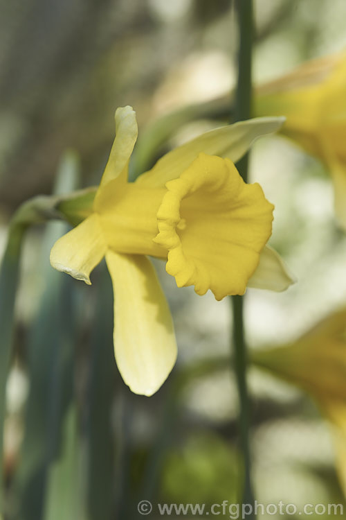 Narcissus confusus, a small, early-flowering daffodil native to the Iberian. Peninsula and is endemic to the area around Valencia. It is closely allied to Narcissus pseudonarcissus. It is a source of galantamine, an alkaloid being tested for use in the treatment of Alzheimer's Disease. Order: Asparagales, Family: Amaryllidaceae