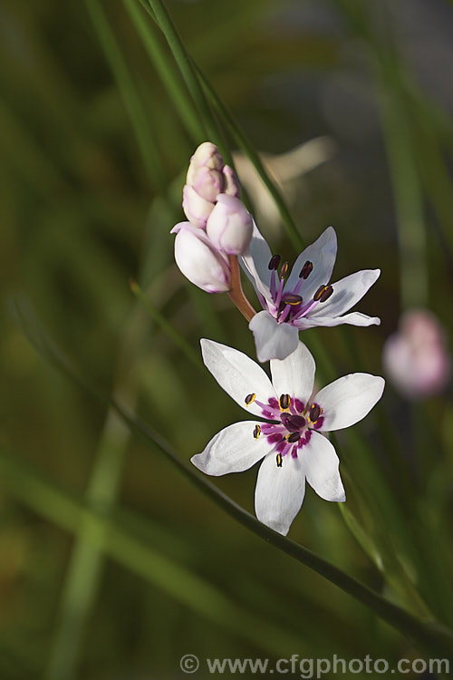 Rice Flower (<i>Wurmbea stricta [syns. Onixotis stricta, Onixotis triquetra]), a late winter- to spring-flowering corm native to South Africa. Order: Liliales, Family: Colchicaceae