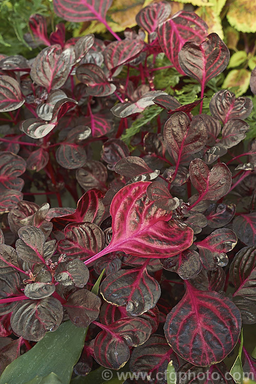 Iresine herbstii 'Ruby Glow', a bright deep pink splashed cultivar of Beef Plant, Beefsteak Plant or Bloodleaf, a 60-90cm high and wide subshrub native to Brazil. In temperate areas it is widely grown as a foliage house plant and is sometimes used as a summer bedding plant. iresine-2703htm'>Iresine. Order: Caryophyllales, Family: Amaranthaceae