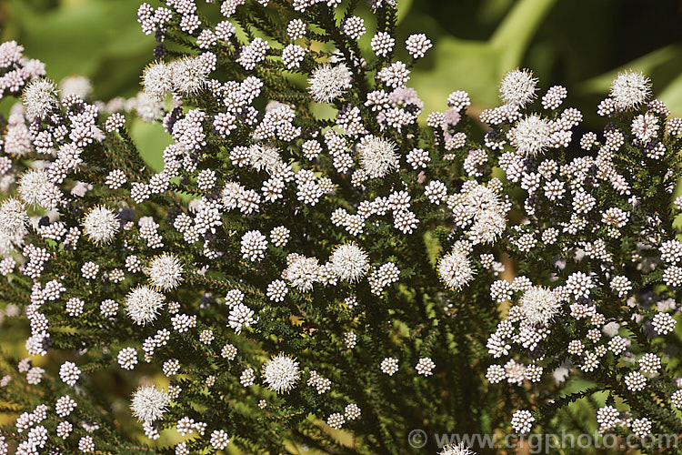 <i>Agathosma ciliaris</i>, a small-leaved, wiry-stemmed, winter- to spring-flowering evergreen shrub native to South Africa. It grows to around 1m high and wide, and the flowers, which are very small but densely clustered in rounded heads, are white to pale pink. Order: Sapindales, Family: Rutaceae