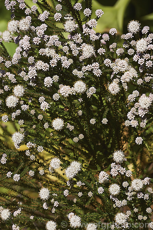 <i>Agathosma ciliaris</i>, a small-leaved, wiry-stemmed, winter- to spring-flowering evergreen shrub native to South Africa. It grows to around 1m high and wide, and the flowers, which are very small but densely clustered in rounded heads, are white to pale pink. Order: Sapindales, Family: Rutaceae