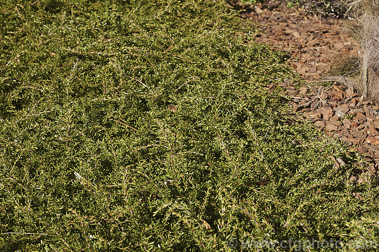 Coprosma Hawera photo at Pictures of Plants stock image library