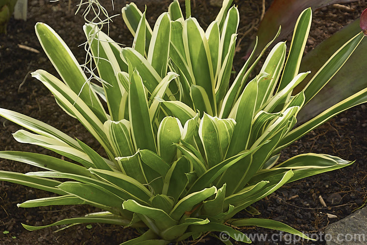 <i>Aechmea gamosepala</i> 'Lucky Stripe', a boldly variegated cultivar of a Brazilian bromeliad. In addition to the white-edged leaves it has heads of white to mauve blue flowers on pink to dull red stems up to 50cm high. Order: Poales, Family: Bromeliaceae