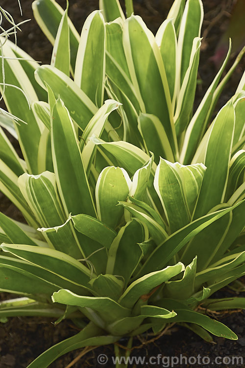 <i>Aechmea gamosepala</i> 'Lucky Stripe', a boldly variegated cultivar of a Brazilian bromeliad. In addition to the white-edged leaves it has heads of white to mauve blue flowers on pink to dull red stems up to 50cm high. Order: Poales, Family: Bromeliaceae