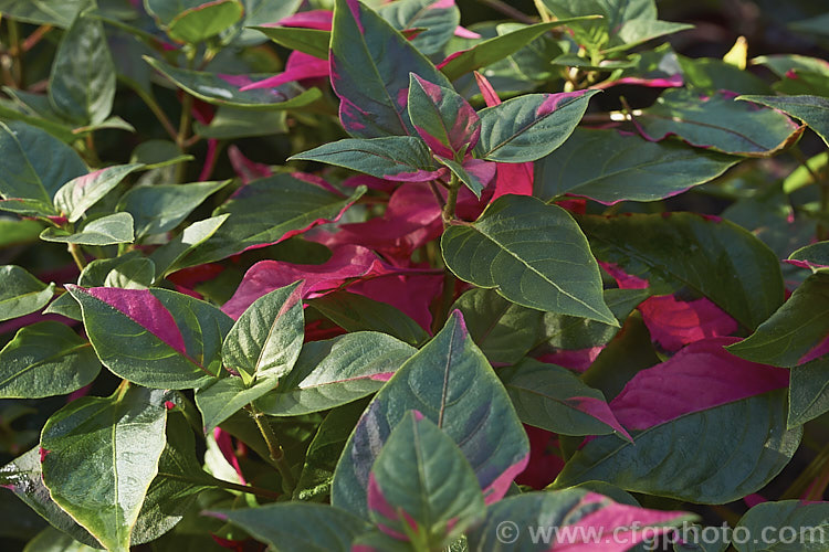 Alternanthera ficoidea 'Party. Time', a cultivar of the Calico Plant or Joseph's Coat, an evergreen subshrub native to Brazil 'Party. Time' has variegated foliage with irregular deep pink markings and occasional cream splashes. In the leaf axils it produces sprays of tiny creamy white flowers in rounded heads. alternanthera-2322htm'>Alternanthera. Order: Caryophyllales, Family: Amaranthaceae