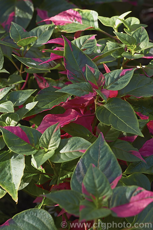 Alternanthera ficoidea 'Party. Time', a cultivar of the Calico Plant or Joseph's Coat, an evergreen subshrub native to Brazil 'Party. Time' has variegated foliage with irregular deep pink markings and occasional cream splashes. In the leaf axils it produces sprays of tiny creamy white flowers in rounded heads. alternanthera-2322htm'>Alternanthera. Order: Caryophyllales, Family: Amaranthaceae