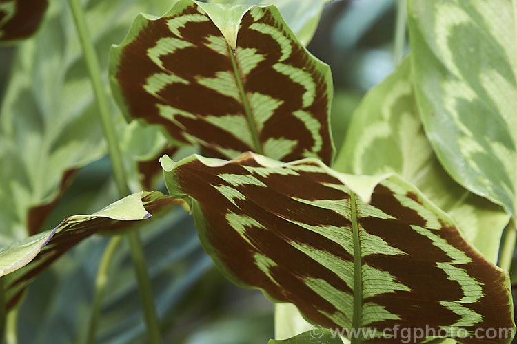 The undersides of the leaves of Calathea veitchiana, a rhizomatous perennial from Peru. Often grown as a house plant and related to the prayer plants (<i>Maranta spp</i>), it is notable for its attractively marked foliage.