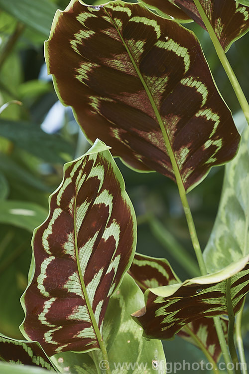 The undersides of the leaves of Calathea veitchiana, a rhizomatous perennial from Peru. Often grown as a house plant and related to the prayer plants (<i>Maranta spp</i>), it is notable for its attractively marked foliage.