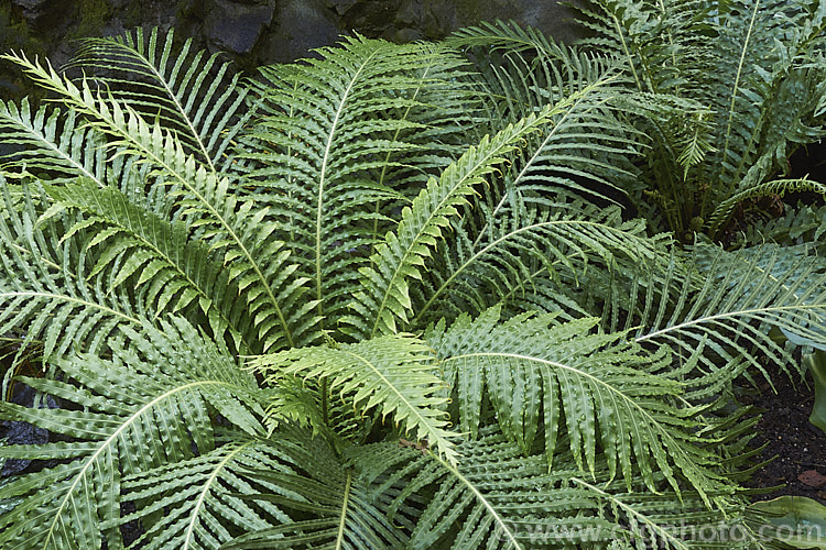 Miniature Tree Fern (<i>Blechnum gibbum</i>), a fern native to Fiji. It can grow to around 90cm tall, with a black, trunk-like caudex, but often remains at ground level. The sterile fronds are up to 90cm long