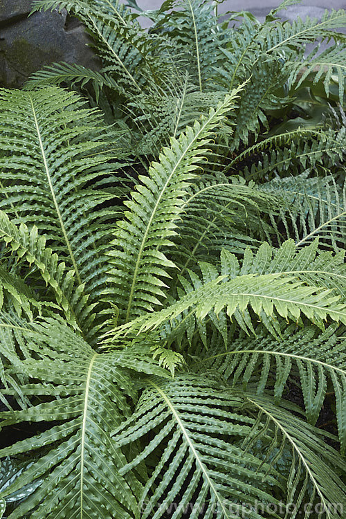 Miniature Tree Fern (<i>Blechnum gibbum</i>), a fern native to Fiji. It can grow to around 90cm tall, with a black, trunk-like caudex, but often remains at ground level. The sterile fronds are up to 90cm long