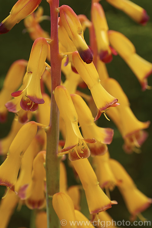 Lachenalia aloides 'Pearsonii', a vigorous large-flowered cultivar of a late winter- to spring-flowering bulbous perennial native to southern Africa. Its strappy leaves are thick and somewhat succulent and the flower stems are up to 35cm tall lachenalia-3052htm'>Lachenalia.