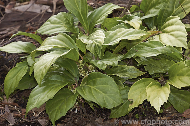 Pachysandra axillaris subsp. stylosa (syn. Pachysandra stylosa</i>), a low, spreading, leathery leafed, evergreen, early spring-flowering perennial or subshrub native to Yunnan, China. pachysandra-2472htm'>Pachysandra. <a href='buxaceae-plant-family-photoshtml'>Buxaceae</a>.