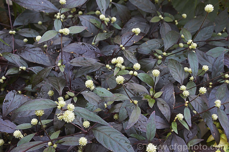 Alternanthera brasiliana 'Rubiginosa', a bronze foliaged cultivar of Calico Plant or Joy. Weed, a spreading evergreen perennial or subshrub native to Brazil. It grows to around 60-80cm tall with a spread of up to 18m. Heads of small cream flowers appear through much of the year. alternanthera-2322htm'>Alternanthera. Order: Caryophyllales, Family: Amaranthaceae