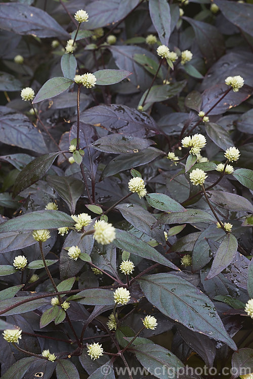 Alternanthera brasiliana 'Rubiginosa', a bronze foliaged cultivar of Calico Plant or Joy. Weed, a spreading evergreen perennial or subshrub native to Brazil. It grows to around 60-80cm tall with a spread of up to 18m. Heads of small cream flowers appear through much of the year. alternanthera-2322htm'>Alternanthera. Order: Caryophyllales, Family: Amaranthaceae