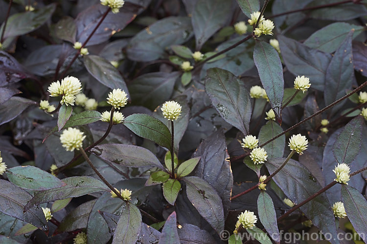 Alternanthera brasiliana 'Rubiginosa', a bronze foliaged cultivar of Calico Plant or Joy. Weed, a spreading evergreen perennial or subshrub native to Brazil. It grows to around 60-80cm tall with a spread of up to 18m. Heads of small cream flowers appear through much of the year. alternanthera-2322htm'>Alternanthera. Order: Caryophyllales, Family: Amaranthaceae