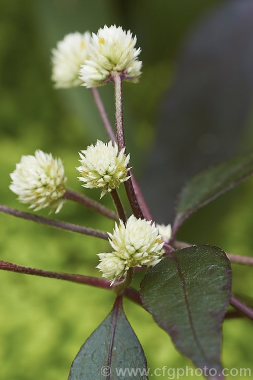 Alternanthera brasiliana 'Rubiginosa', a bronze foliaged cultivar of Calico Plant or Joy. Weed, a spreading evergreen perennial or subshrub native to Brazil. It grows to around 60-80cm tall with a spread of up to 18m. Heads of small cream flowers appear through much of the year. alternanthera-2322htm'>Alternanthera. Order: Caryophyllales, Family: Amaranthaceae