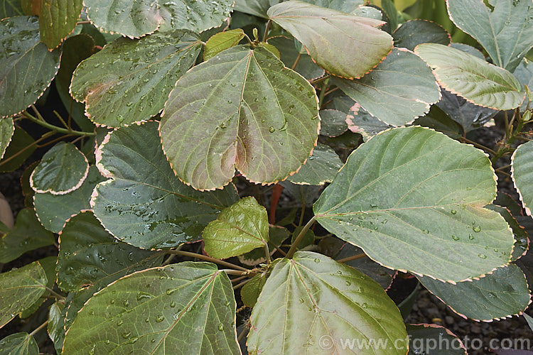 <i>Acalypha wilkesiana</i>) 'Obovata', a cultivar of Jacob's Coat, Copperleaf or Fijian Fire Plant, a shrub native to the tropical Pacific Islands. Its flower tassels are inconspicuous, and it is primarily a foliage plant, differing from the species in having leaves that are deeply indented at the tip. Order: Malpighiales, Family: Euphorbiaceae