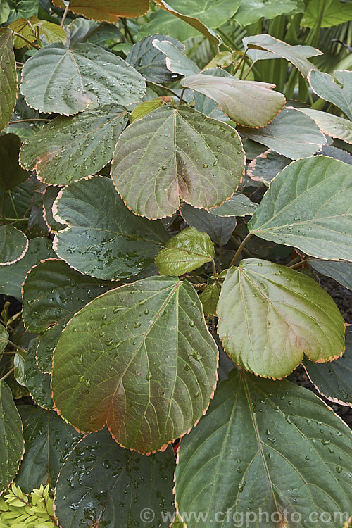 <i>Acalypha wilkesiana</i>) 'Obovata', a cultivar of Jacob's Coat, Copperleaf or Fijian Fire Plant, a shrub native to the tropical Pacific Islands. Its flower tassels are inconspicuous and it is primarily a foliage plant, differing from the species in having leaves that are deeply indented at the tip. Order: Malpighiales, Family: Euphorbiaceae